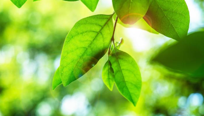 Oferecemos ao mundo escolhas mais responsáveis ​​e sustentáveis, para sempre. Para sempre